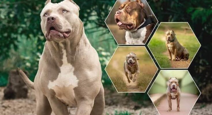 Comprehensive Coverage Insurance for XL Bully Breeds in the UK